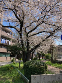 草加南店☆桜が満開です!